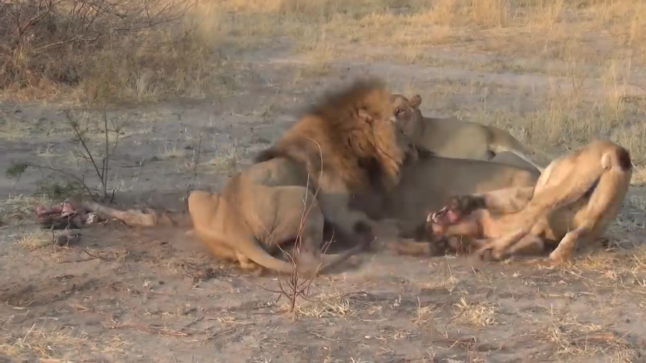 LIONS VS HYENAS - Clash of Enemies