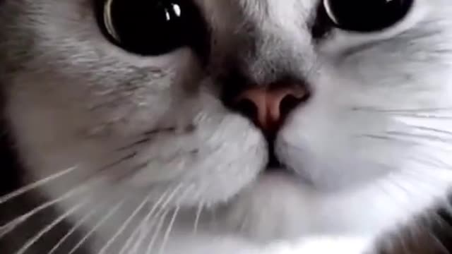 Cute cat talks