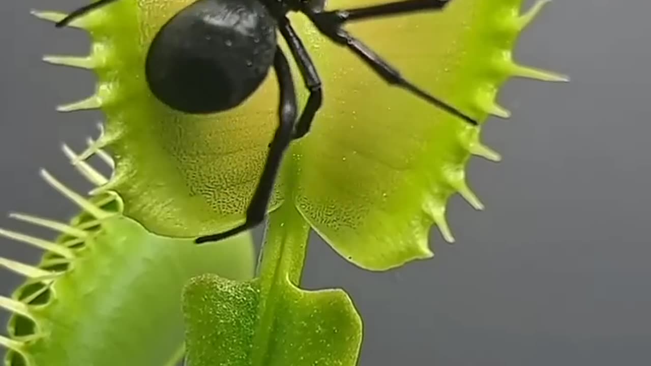 Smart plants