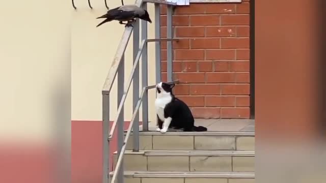 Funny Cat and Dog