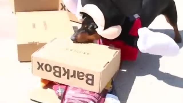 Dog in Mickey Mouse Costume, Part 2