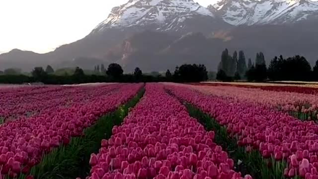 Beautiful sea of flowers