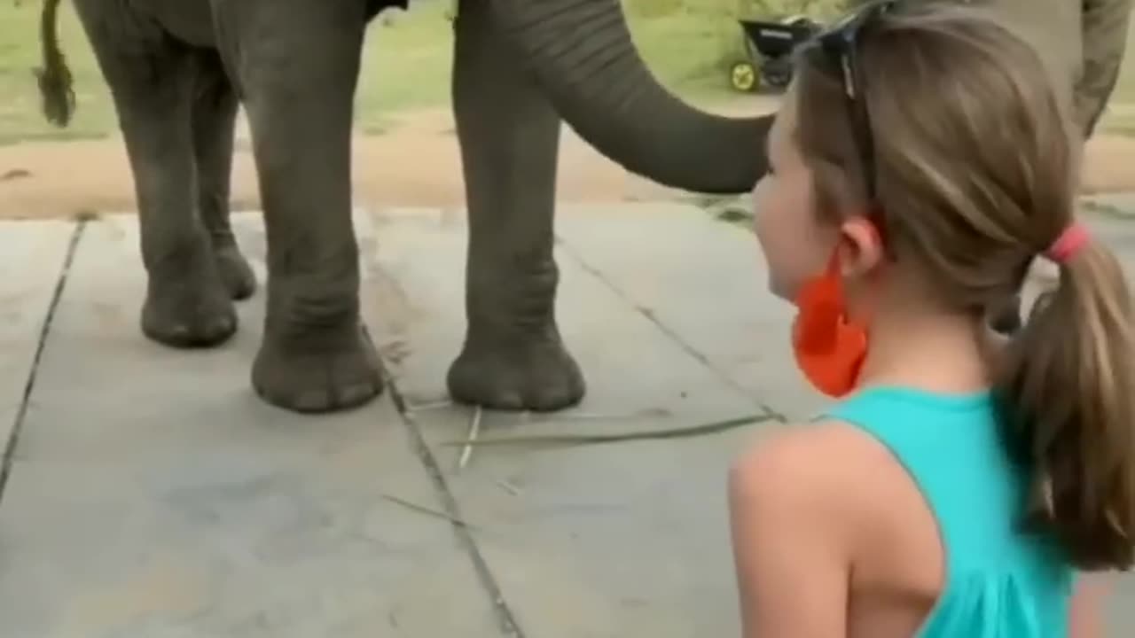 #Elephant imitating the girl’s dance 🐘💃 | #animalplanet #shorts