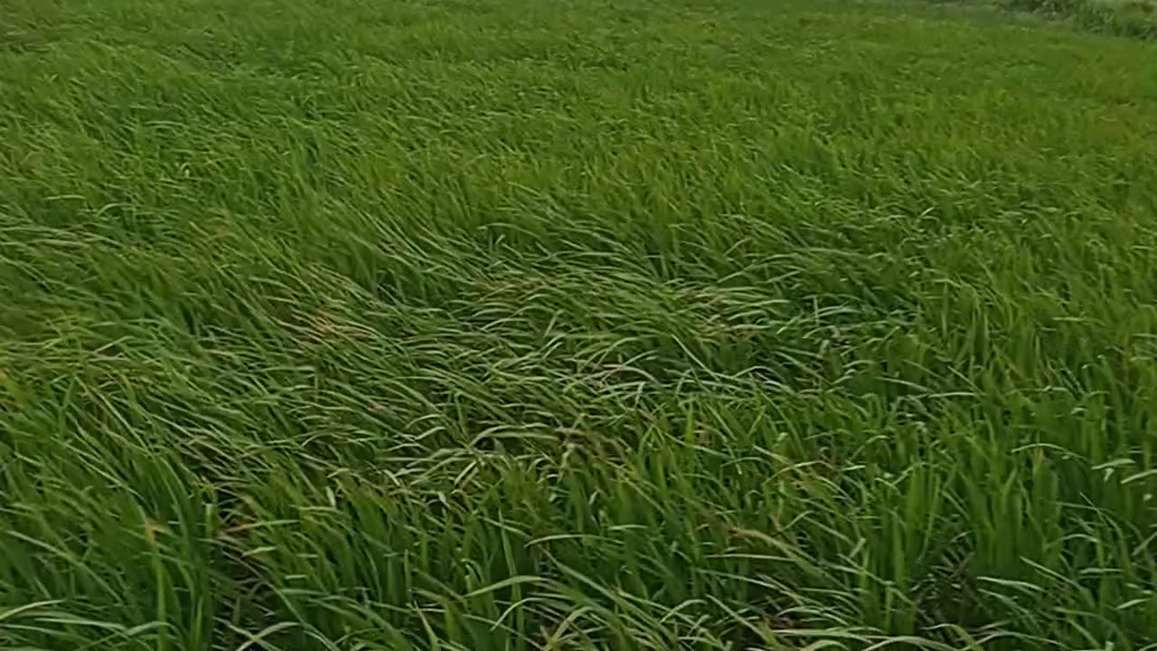 Most color full rise plants 🌱 of may land