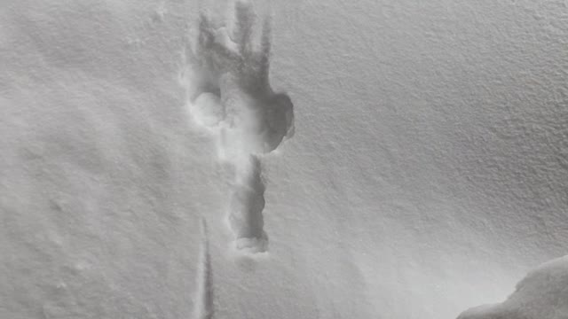 Dog Drops Into Deep Snow