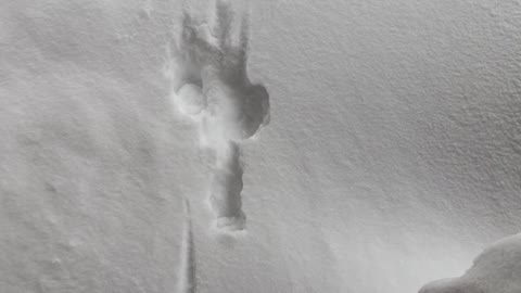 Dog Drops Into Deep Snow