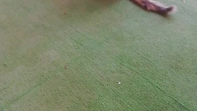 mother playing with her baby cat / funny baby cat