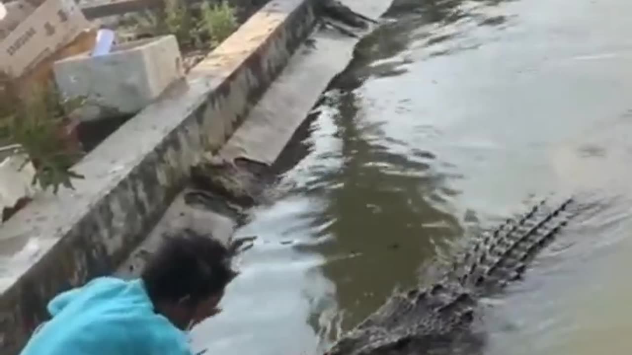 Pet Crocodile