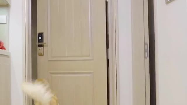 What would you do when you see this (part 01)#fyp #dog #puppy #cute #clever