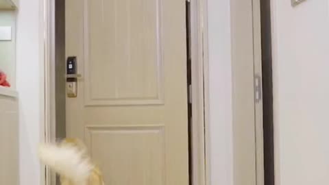 What would you do when you see this (part 01)#fyp #dog #puppy #cute #clever