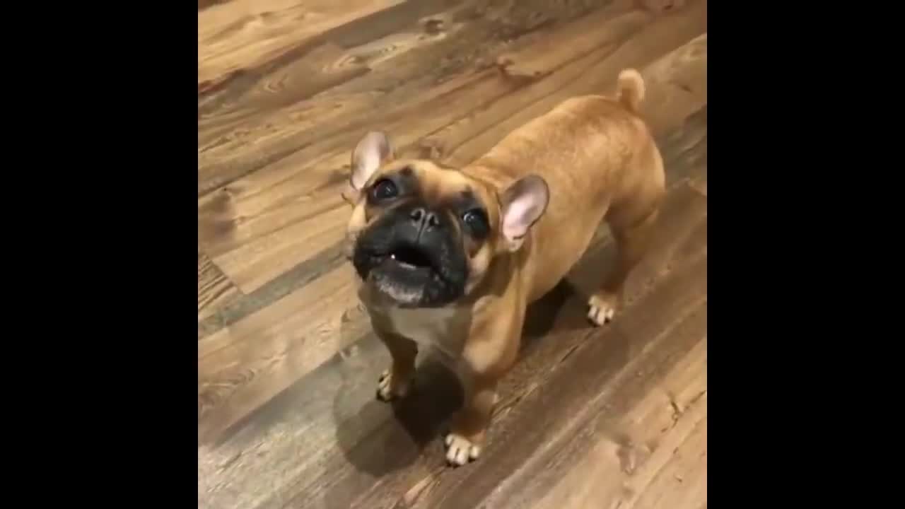 Funny and Cute French Bulldog Puppies Compilation #5 - Cutest French Bulldog