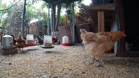 Hens, Chickens and Rooster in the morning