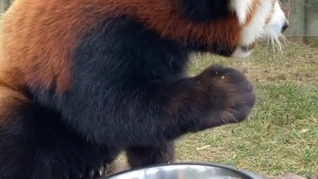 Red Panda eating human food