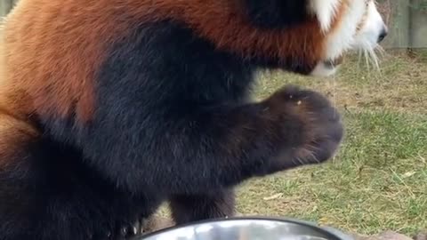 Red Panda eating human food