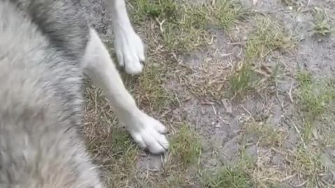 Funniest DOG Videos Ever!!