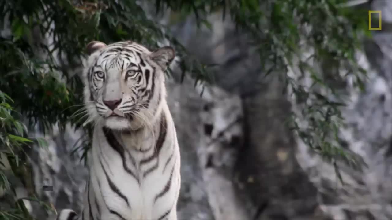 Tigers 101 | National Geographic