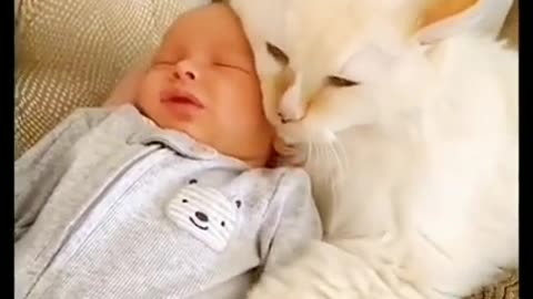 Cat's Love For Little Cute Baby #shorts #viral #shortsvideo #video