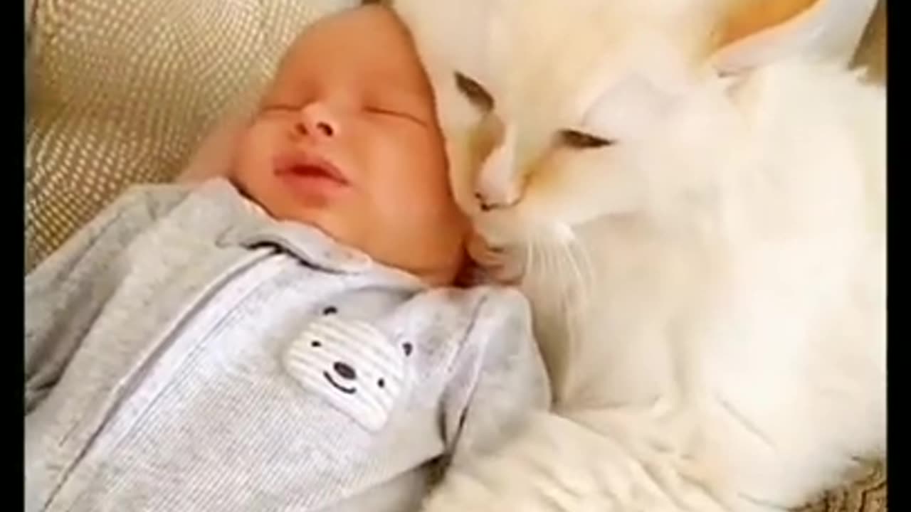 Cat's Love For Little Cute Baby #shorts #viral #shortsvideo #video