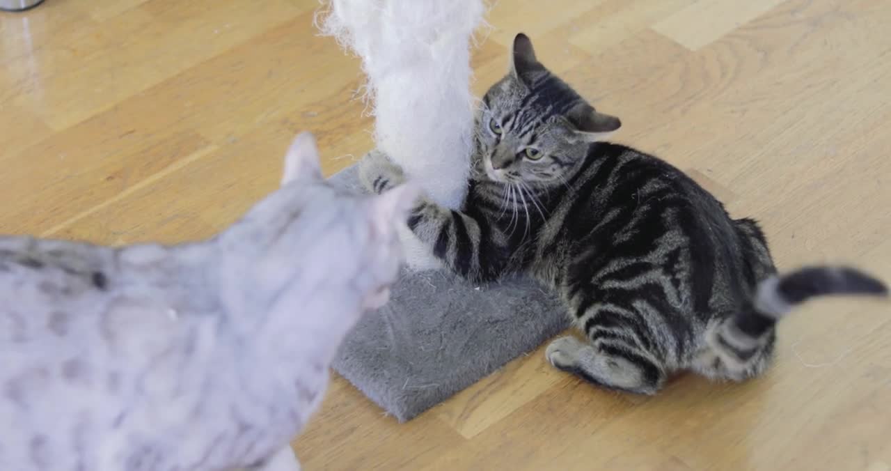 The Carlsson Pets Daily Life S1E1