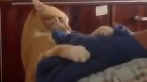 Funny Russian Cat gets Angry