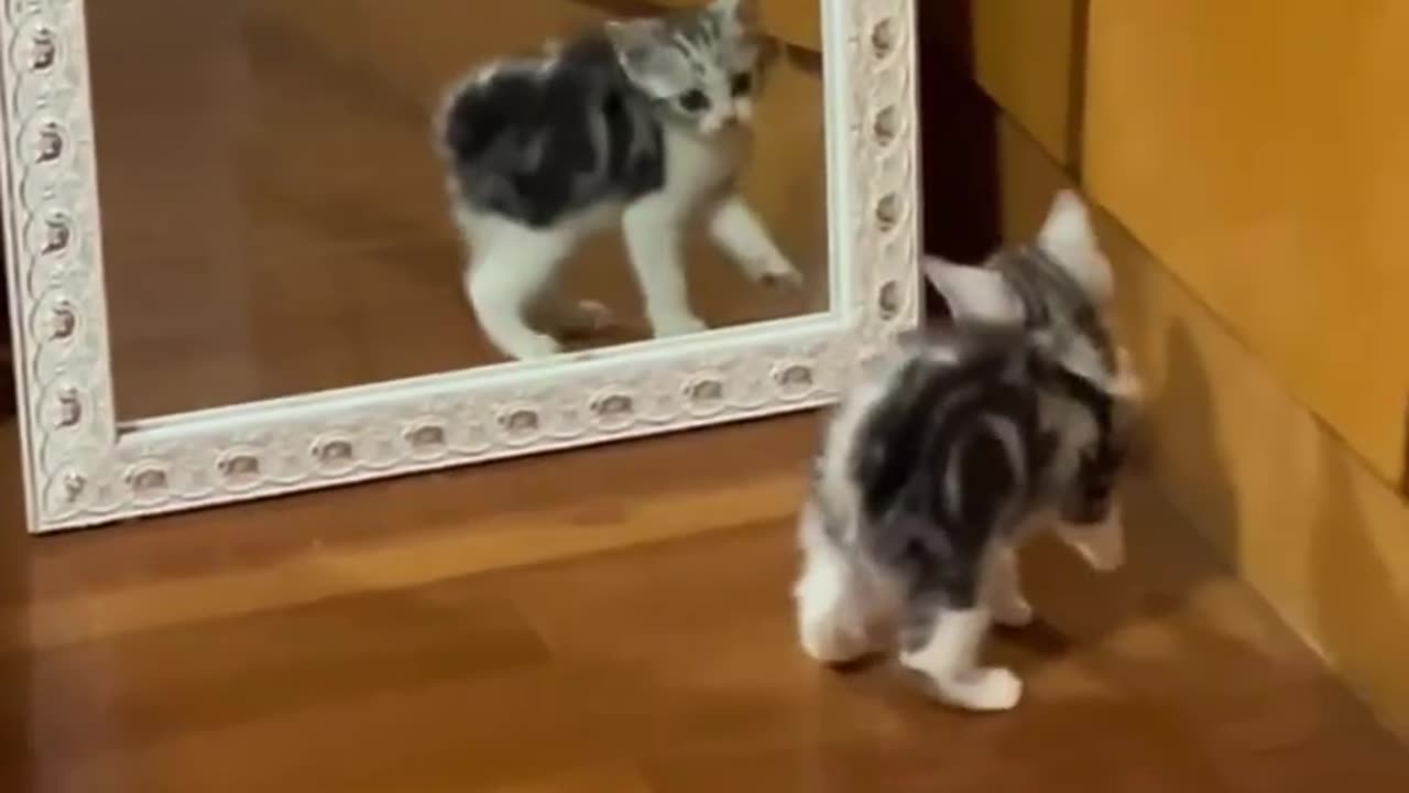 #cat