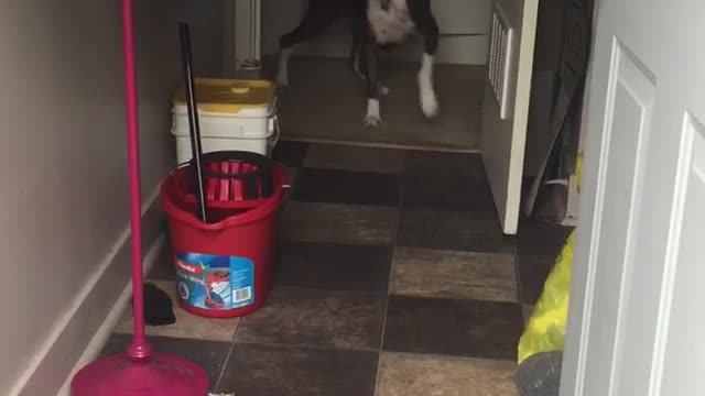 Mom Leads Puppy Pack Outside to Play