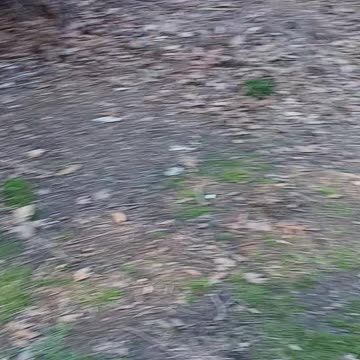 Blackbird and titmouse