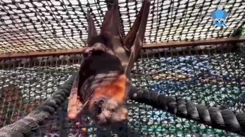 Transporting flying-foxes between carers Trinket and Okly Dokly