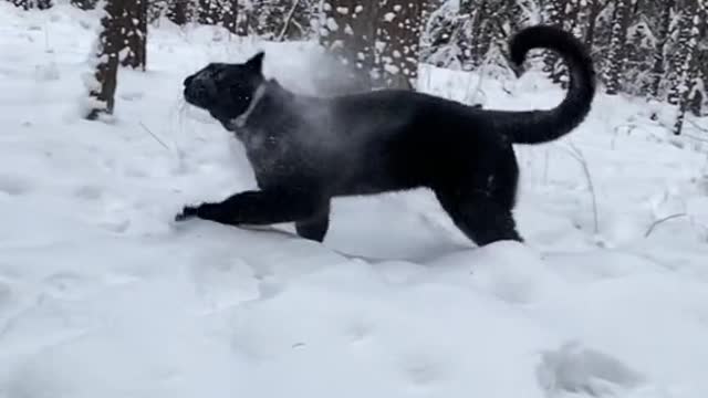 A panther plays with a dog outside in the woods