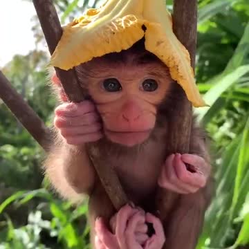 CUTEST BABY MONKEY EVER