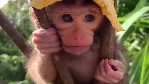 CUTEST BABY MONKEY EVER