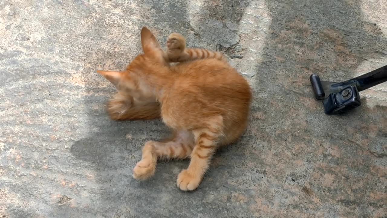 FUNNY ANIMAL PET VIDEO - The kitten came to my house this morning