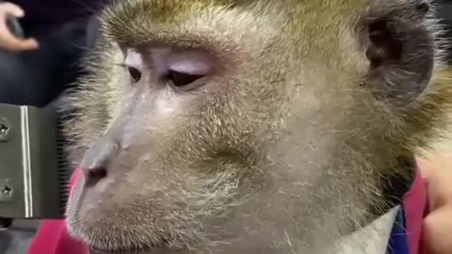 Funny animals 3