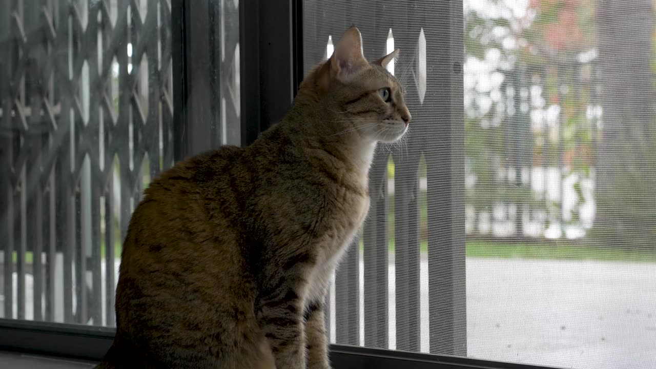 Cute Kitten Is Searching His Friend