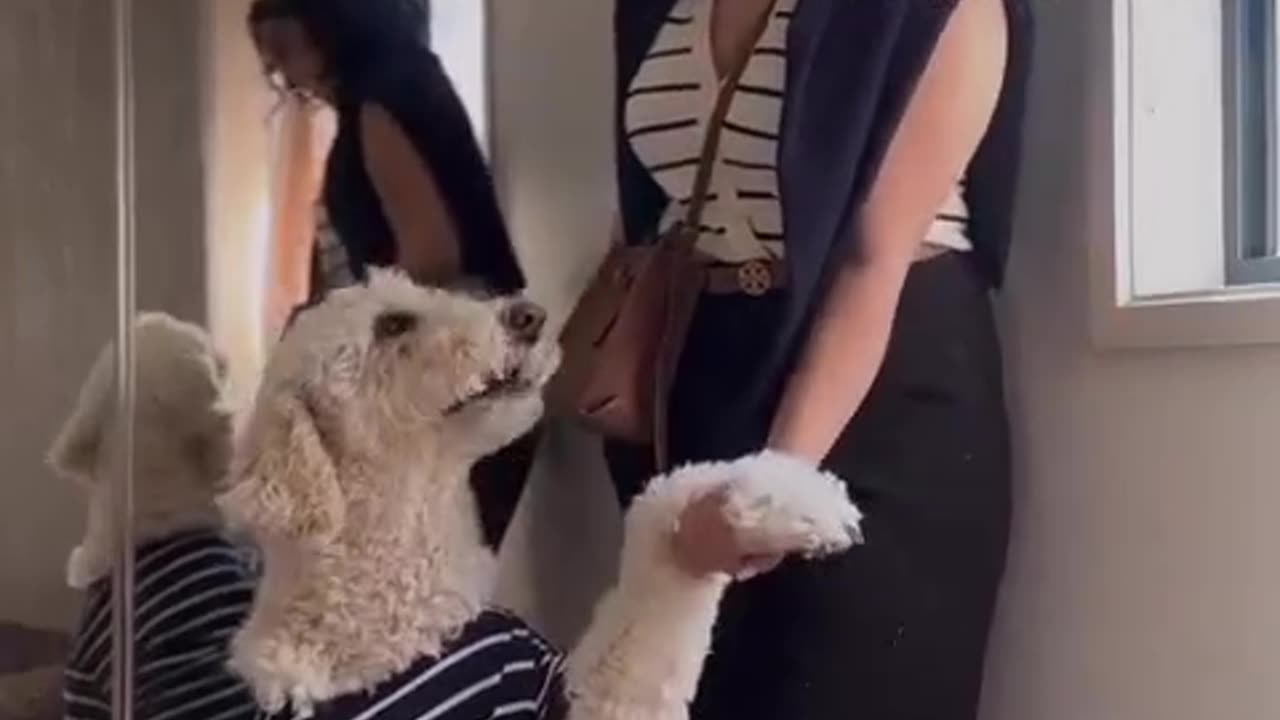 Funny Dog Video xD