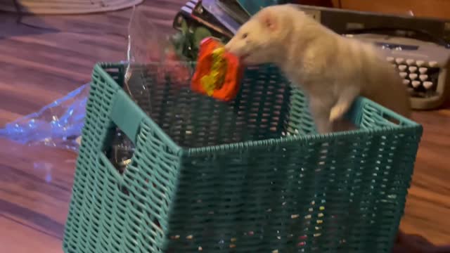 Ferret Goes Fishing For Candy