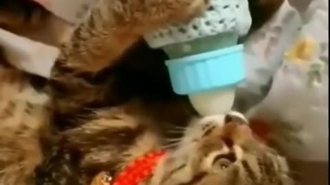 Funny cat video short # 12