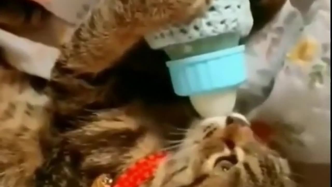 Funny cat video short # 12