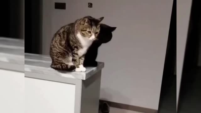 Funny Animal Videos