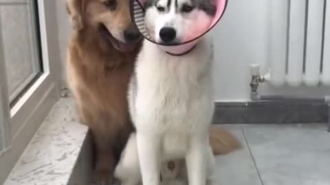 Your not my brother any more.