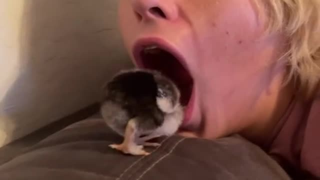 Chicks In the mouth