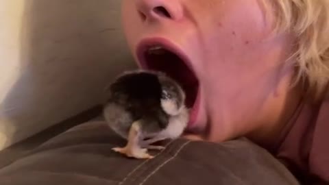 Chicks In the mouth