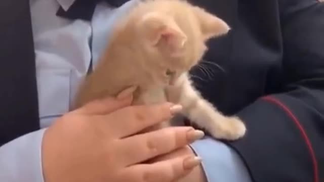 Funny Feline Frenzy: The Best Cat Videos Compilation