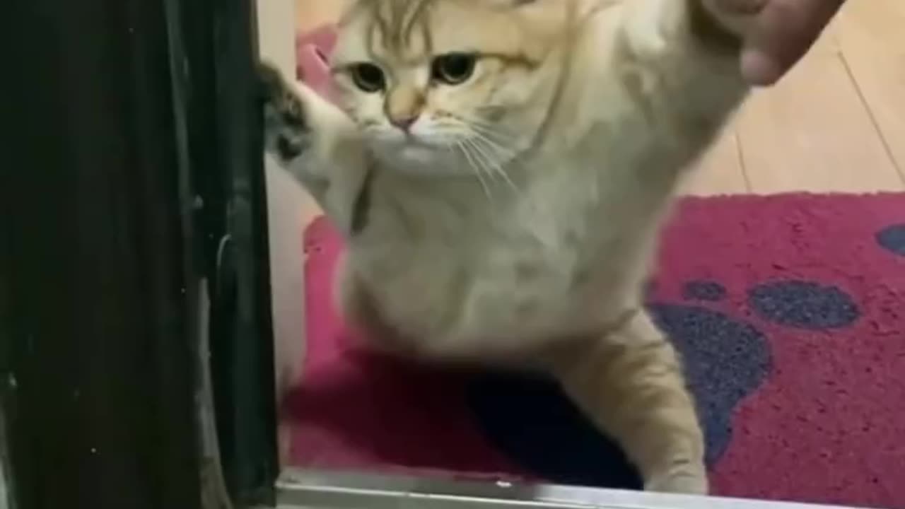 Cat funny video 😹😹