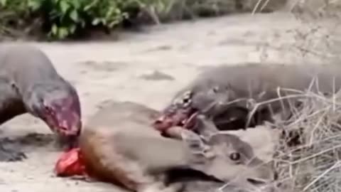 Cruel komodo dragon eating him alive