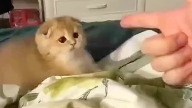 Watch advice to me most is the most important (2)
