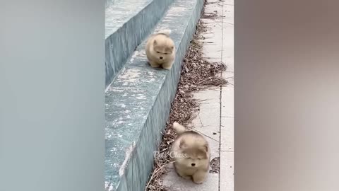 Funny cat