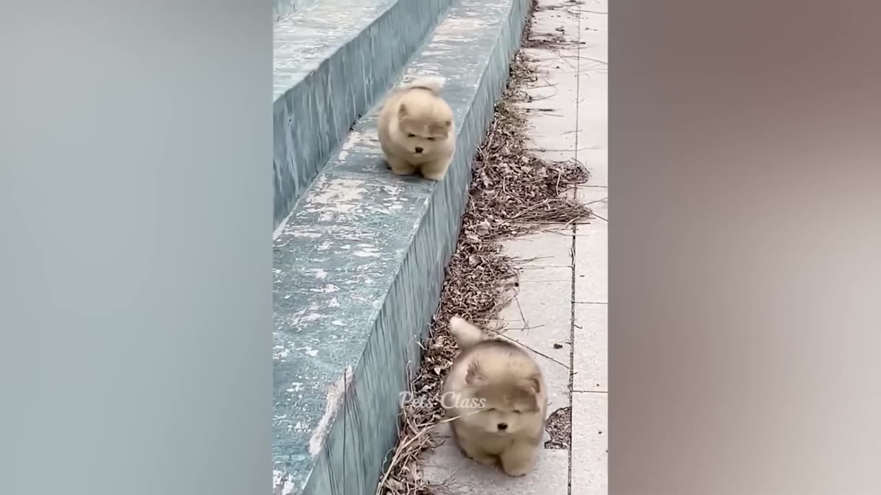 Funny cat
