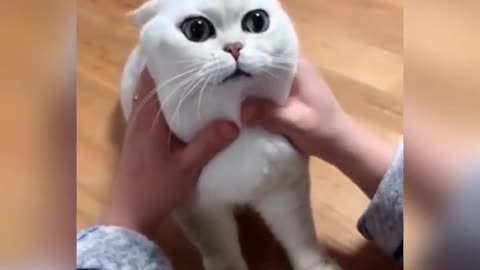 Funny cat video