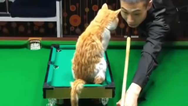 💗Omg! So Cute Pets ♥ Cute Baby Animals & Funny Pets